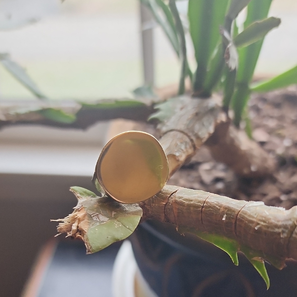 Cashmere Cactus Modern Brass Ring